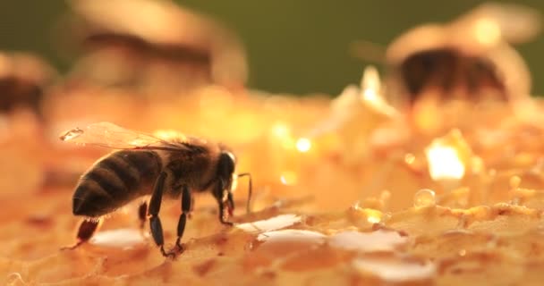 研究蜂窝的蜜蜂 选择性 — 图库视频影像