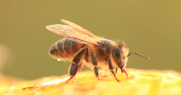 Honningbier Der Arbejder Honningkamme Nærbillede Selektiv – Stock-video