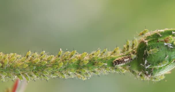 Ein Schädling Garten Blattlausfresser Vernichten Zierpflanzen Nahaufnahme Selektiver Fokus — Stockvideo