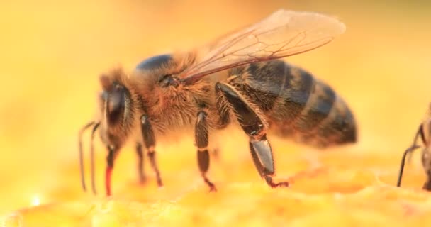 Méhek Akik Méhsejteken Dolgoznak Közeli Szelektív — Stock videók