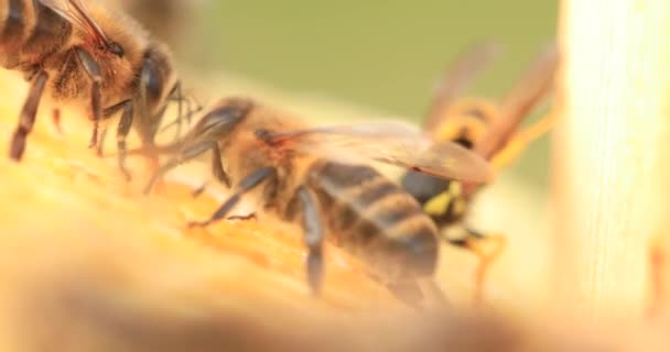 Honingbijen Werken Aan Honingraten Close Selectief — Stockvideo