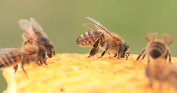 Honey Bees Working Honeycombs Close Selective — Stock Video