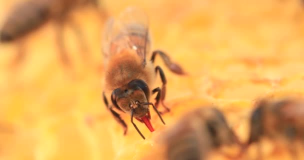 Bal Arıları Bal Petekleri Üzerinde Çalışıyor Yakın Plan Seçici — Stok video