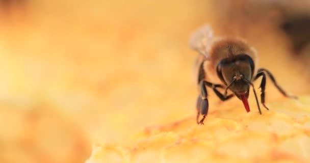 Honey Bees Working Honeycombs Close Selective — Stock Video