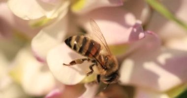 Bir bal arısı akasya çiçeklerinde nektar toplar. Seçici odaklanmayı kapat.