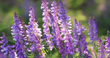 Bal arıları mavi bezelye çiçeklerinde nektar toplarlar. Harika yaz doğal arka plan.