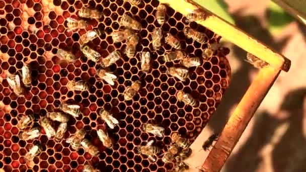 Pszczoły Pracują Klatkach Czerwia Miodu Wosku Pyłku Zbliżenie Wysoka Jakość — Wideo stockowe