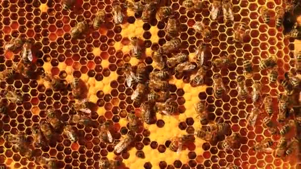 Bienen Bearbeiten Gestelle Mit Brut Honig Wachs Und Pollen Nahaufnahme — Stockvideo