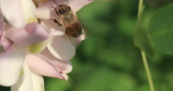 Včela Sbírá Nektar Akátových Květinách Zblízka Selektivní Zaměření — Stock video