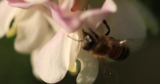 Pszczoła Miodna Zbiera Nektar Kwiatach Akacji Zbliżenie Ukierunkowania Selektywnego — Wideo stockowe