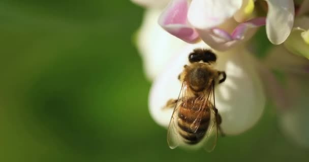 Eine Honigbiene Sammelt Nektar Auf Akazienblüten Selektive Fokussierung Aus Nächster — Stockvideo