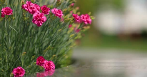 Karanfil Çiçek Tarhında Parlak Pembe Bir Çiçek Sallanan Bir Çiçek — Stok video