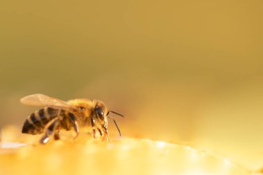 Bal peteğinde genç bir bal arısı. Çalışıyor ve bal pompalıyor. Seçici odaklanmayı kapat.