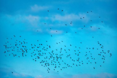 Akşam sarı-mavi gökyüzünün arka planında uçan büyük bir kuş grubu..