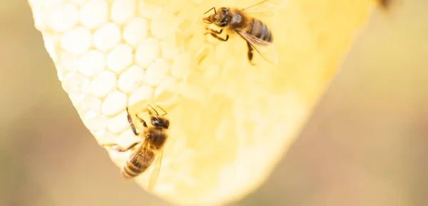 Eine Honigbiene Auf Einer Wabe Freier Wildbahn Natürliche Textur — Stockfoto