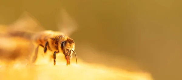 Young Honey Bee Honeycomb Works Pumps Honey Close Selective Focus — Stock Photo, Image