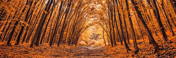 Nádherný Úsvit Podzimním Lese Sluneční Paprsky Prosvítají Mezi Větvemi Stromů — Stock fotografie