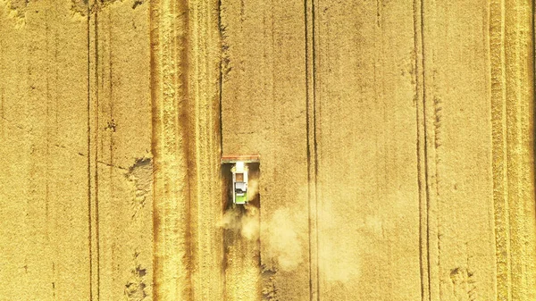 Campo Agrícola Con Cultivos Granos Maduros Fondo Natural Abstracto —  Fotos de Stock