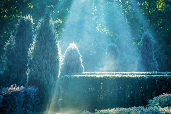Ett Underbart Sommarlandskap Solstrålar Morgonpark Klassisk Fransk Trädgård Ljus Naturlig — Stockfoto