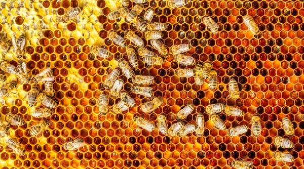 Frames Honey Perga Pollen Abstract Natural Background Texture — Fotografia de Stock