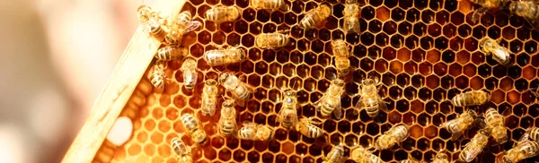Frames Honey Perga Pollen Abstract Natural Background Texture — Stock Photo, Image
