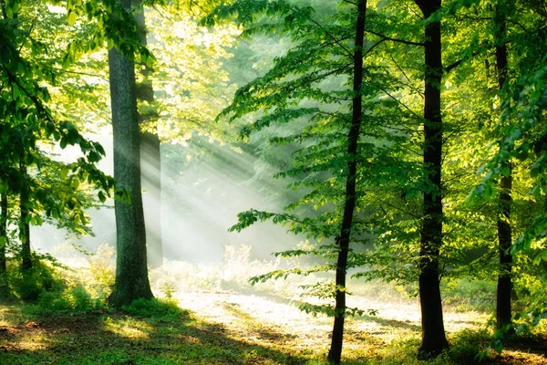 Чудесный Летний Лес Рассвете Солнечные Лучи Освещают Туман Прекрасный Природный — стоковое фото