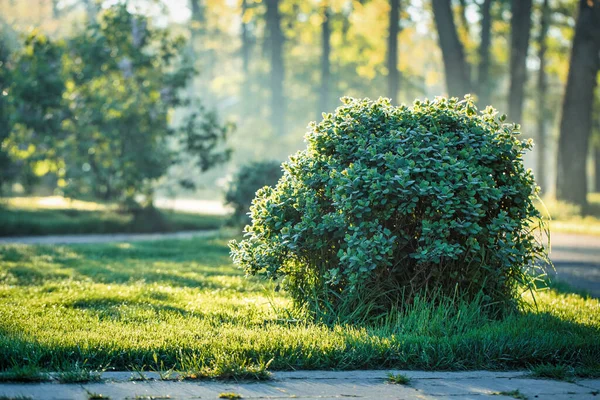 Morgentau Auf Den Blättern Eines Busches Einem Wunderschönen Grünen Morgenpark — Stockfoto