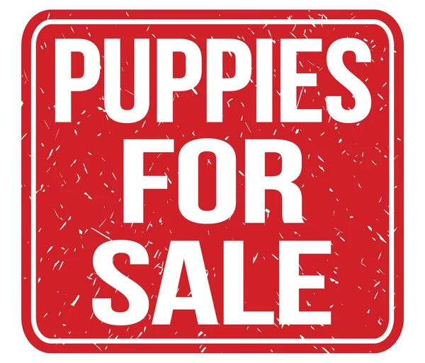 Puppies Para Venda Texto Escrito Sinal Carimbo Vintage Vermelho — Fotografia de Stock