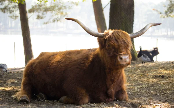 Hayvanat bahçesindeki dağ ineği