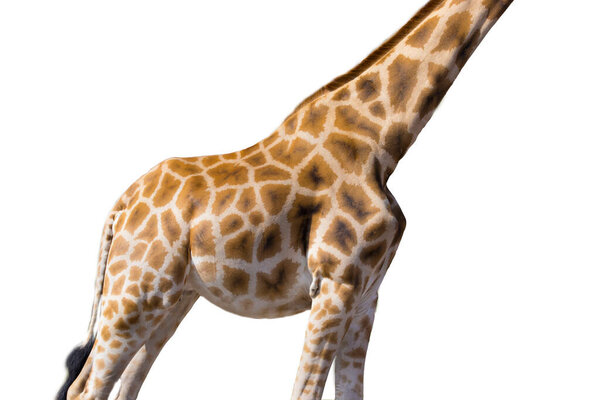 giraffe isolated on a white background