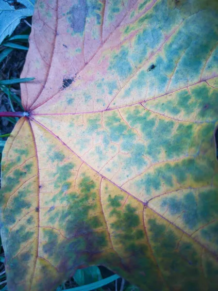 Belles Feuilles Sur Herbe — Photo