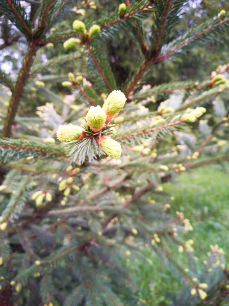 Kwitnące Drzewa Pięknej Przyrody — Zdjęcie stockowe