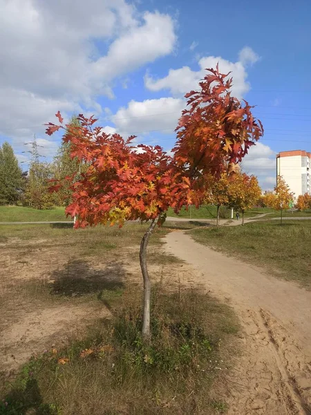 Güzel parlak sonbahar ağacı (meşe ağacı))