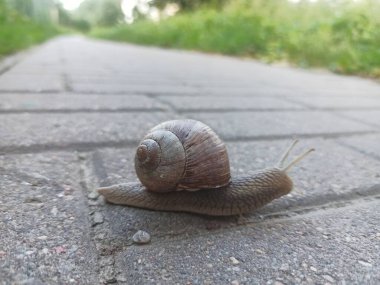 Asfaltta sürünen büyük üzüm salyangozu.