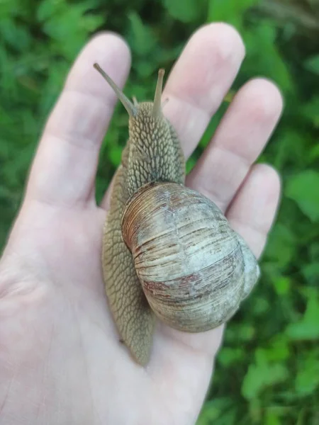 Large Grape Snail Sits Hand — стоковое фото