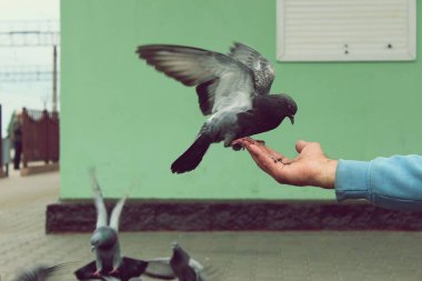 Güvercin elinde tohum yiyor.