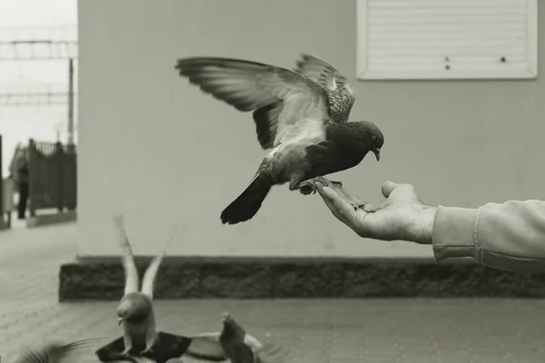 Güvercin elinde tohum yer (siyah ve beyaz)