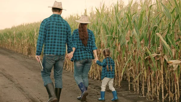 Happy family of farmers walking in a corn field in autumn. Farmers, The child walks in corn field, next to his father and mother, happy childhood. Dad, mom, baby, daughter walk holding hands on field. Royalty Free Stock Images