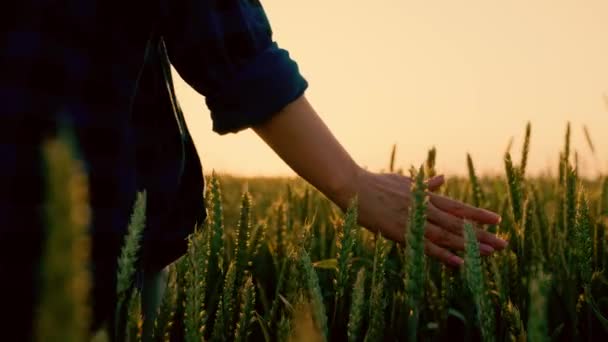 Woman farmer walks through a wheat field at sunset, touching green ears of wheat with his hands. Hand farmer is touching ears of wheat on field in sun, inspecting her harvest. Agricultural business. — Stock Video