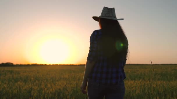 Farmářka v klobouku, pracující na pšeničném poli při západu slunce, kontroluje svou sklizeň. Unavený farmář chodí po své půdě, zadní pohled. Zemědělský obchod. Pěstujte obilí, jídlo. Tvrdá práce v terénu. — Stock video
