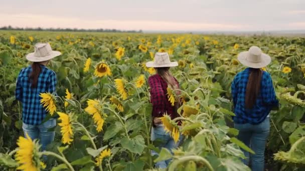 Група жінок-фермерів, які працюють на соняшниковому полі, оглядають поле і збирають насіннєву олію. Троє жінок-бізнес-партнерів обговорюють збір соняшнику. Командна робота в агробізнесі. Рослинна соняшникова олія — стокове відео