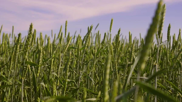 Trigo ecológico. Campo de trigo maduro contra el cielo azul. Espiguillas de trigo con grano sacude el viento. La cosecha de granos madura en verano. Concepto de empresa agrícola. — Foto de Stock
