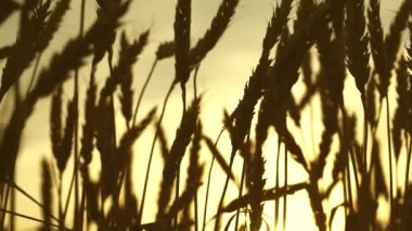 Büyüyen tahıllar. Tahıllı buğday başakları rüzgarı sallar. Çevre dostu buğday. Olgun Buğday Tarlası Gökyüzü Arkaplanı Tahıl Hasadı Yaz Tarım Ticareti Konseptini Olgunlaştırdı.