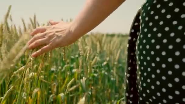 Kadın çiftçi gün batımında bir buğday tarlasında yürüyor, elleriyle yeşil buğday başaklarına dokunuyor. El çiftçisi güneşte buğday tarlasına dokunup hasadını inceliyor. Tarım sektörü. — Stok video