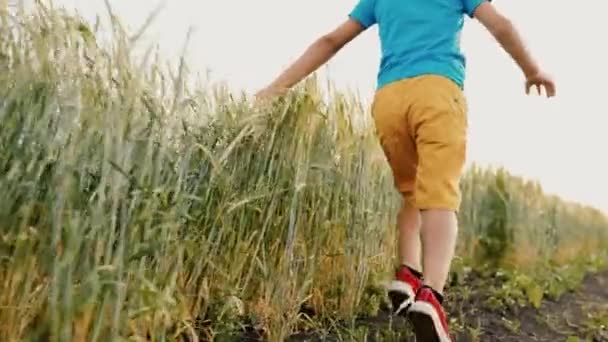 Een gelukkige jongen rent over rogge veld, raakt oren met graan aan met zijn hand. Een kinderdroom concept. Gelukkige kleine boerenzoon. Hij rent door het veld. Jongen loopt langs de weg op het platteland. Gelukkige familie — Stockvideo