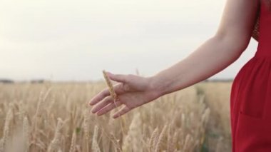 Bir çiftçi kadın gün batımında buğday tarlasında yürür, sarı buğday başaklarına elleriyle dokunur. Buğday tarlasında yürüyen mutlu özgür kız. Çiftçi olgun buğday başaklarına dokunur, hasadı inceler.