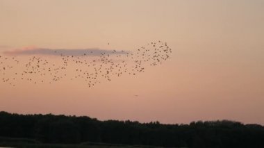 Suyun üstünde, gökyüzünde uçan büyük bir kuş sürüsü. Kuş sürüsü yazın gün batımında parkta gölün üzerinde uçar. Birçok kuş akşamları birlikte uçar. Çevre dostu doğa.