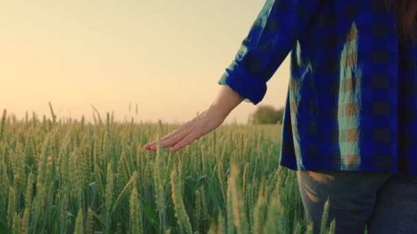 Woman farmer walks through a wheat field at sunset, touching green ears of wheat with his hands. Hand farmer is touching ears of wheat on field in sun, inspecting her harvest. Agricultural business. — Stock Video