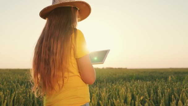 Una contadina lavora con un tablet in un campo di grano al sole. Un operaio con una tavoletta digitale lavora in un campo di grano. Una donna d'affari analizza il raccolto dei cereali. Settore agricolo. — Video Stock