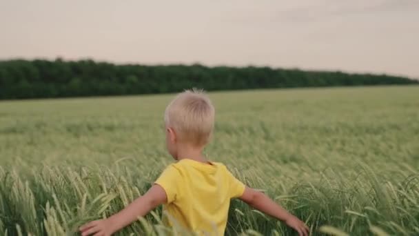 Šťastné dítě kráčející po zeleném žitném poli. Chlapec běží přes pšeničné pole, rukou se dotkne uší, dětský sen. Myšlenka dítěte snít, cestovat, svobodu. Šťastná rodina. — Stock video